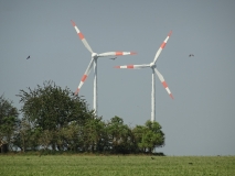 Eine landwirtschaftliche Mahdfläche mit kreisenden Greifvögeln und Windenergieanlagen