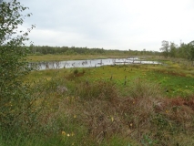 Das Foto zeigt ein Hochmoor mit der typischen Vegetation und einem kleinflächigen Moorsee sowie eine Gehölzkulisse am Rand.