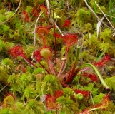 The picture shows Sun dew that grows in obrotrophic bogs.