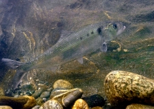 Die Finte (Alosa fallax) gehört als anadromer Wanderfisch zu den Anhang II-Arten der FFH-Richtlinie, Foto: Frederic Melki / Biotope