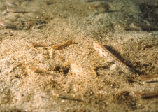 Sandgrundeln (Pomatoschistus minutus) finden ideale Lebensbedingungen im NSG Borkum Riffgrund. Foto: Hübner, Krause (BfN)