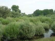 Das Foto zeigt die Weichholzaue bestehend aus Baumweiden, Pappeln und Weidengebüsch sowie ein Altwasser des Rheins der nördlichen Oberrheinebene bei Rastatt