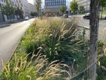 Mittig durchzieht ein mit Gräsern bepflanzter Fahrbahntrennstreifen das Bild. Im Hintergrund sind große Bürogebäude zu erkennen.