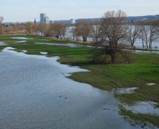 Blick von oben auf Rheinaue in Bonn bei einem Winterhochwasser 