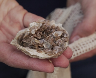 Junge Austern werden gemeinsam mit leeren Schalen für die Wiederansiedlungsvorhaben vorbereitet