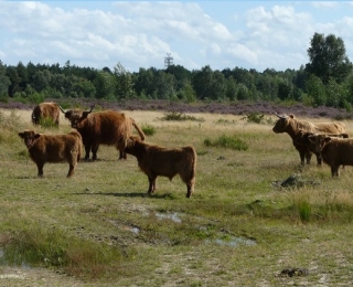 Rinder auf Heidefläche