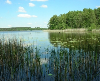 Das Foto zeigt einen Ausschnitt der naturnahen Landschaft im Nationalpark Müritz mit einem See mit Schilfgürtel und einer Kulisse von Erlenbruchwäldern.