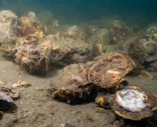 Seltene riffbildende Europäische Auster (Ostrea edulis)