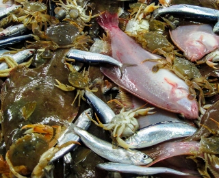 Typisches Bild mit Zielfischarten (Plattfische, Heringe) und Beifang