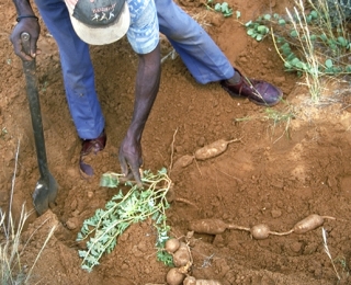 Das Bild zeigt einen Sammler bei der Wildsammlung der Knollen von Harpagophytum spec. (Afrikanische Teufelskralle).
