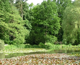 Blick auf den Hainweiher im Botanischen Garten Bamberg mit Bäumen im Hintergrund