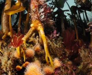 Riff, dicht bewachsen mit verschiedenen Epibenthosarten und Makroalgen
