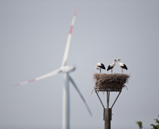 Die Abbildung zeigt ein Weißstorchnest mit drei Jungvögeln und einer Windenergieanlage im Hintergrund, Pröttlin, Landkreis Prignitz in Brandenburg