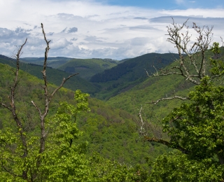 Die Aufnahme zeigt Waldlandschaft mit Blick ins Wispertal