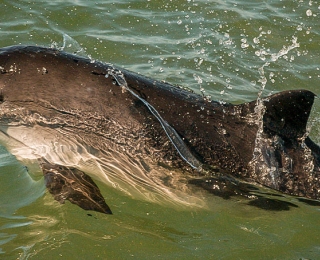 Zum Schutz der Schweinswale (Phocoena phocoena) sollten seismische Untersuchungen in sen-siblen Bereichen wie den Naturschutzgebieten der AWZ oder im Schweinswal-Schutzgebiet vor Sylt unterbleiben