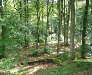 Buchenwald der Naturerbefläche "Stedar/Pulitz" auf Rügen 