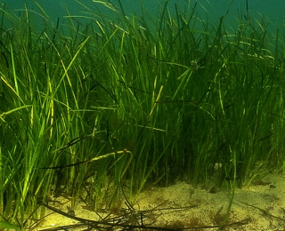 Auch Seegraswiesen gehören zu den besonders schutzwürdigen Lebensräumen der HELCOM-Liste