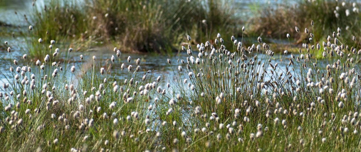 Mühlenberger Loch BFN