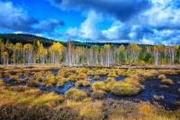 Grüne Moorlandschaft mit blauem Himmel 