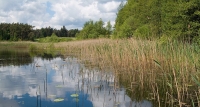 Lebensraum der Großen Moosjungfer