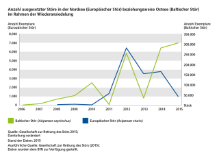 Diagramm Anzahl ausgesetzter Störe in der Nordsee (Europäischer Stör) beziehungsweise in der Ostsee (Baltischer Stör) im Rahmen der Wiederansiedelung