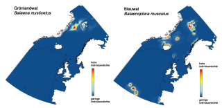 Karte, welche die Verbreitungsschwerpunkte des Blauwals  und des Grönlandwals darstellt.