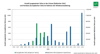 Anzahl ausgesetzter Störe in der Ostsee (Baltischer Stör) und Nordsee (Europäischer Stör) im Rahmen der Wiederansiedelung