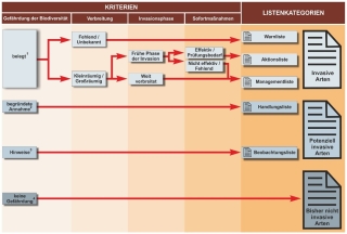 Grafik Überblick über die Zusammenführung der Einstufungskriterien für eine gebietsfremde Art und die daraus resultierende Listenzuordnung im Rahmen der "Naturschutzfachlichen Invasivitätsbewertung gebietsfremder Arten für Deutschland":