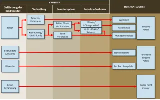 Grafik Überblick über die Zusammenführung der Einstufungskriterien für eine gebietsfremde Art und die daraus resultierende Listenzuordnung im Rahmen der "Naturschutzfachlichen Invasivitätsbewertung gebietsfremder Arten für Deutschland"