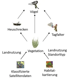 Abbildung zeigt ein Hypothesennetzwerk für Zusammenhänge zwischen endogenen Variablen (Vegetation, Heuschrecken, Tagfalter, Vögel) und exogenen Variablen (CORINE Land Cover, Ökosystem-Monitoring). 