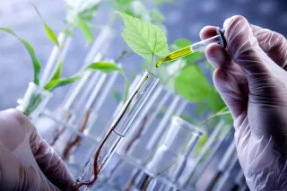 Wissenschaftlerin untersucht Pflanzen