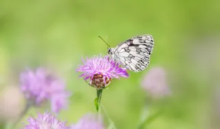 Schmetterling auf Blume