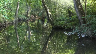 Bachaue mit Spiegelung auf dem Wasser an sonnigem Tag