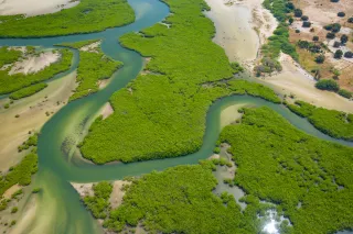 Luftaufnahme des Mangrovenwaldes im Saloum-Delta-Nationalpark