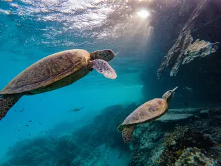 Schildkröten unter Wasser
