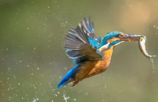 Fliegender Eisvogel mit Fischfang