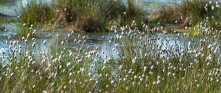 Wollgras mit Hochmoorlandschaft im Frühjahr