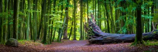 Beech Forest Panorama - Jasmund National Park on the island of Rügen