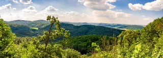Landschaftsaufnahme von grünen Wäldern