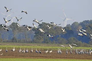 Kraniche (Grus grus) vor einer Windraftanlage