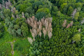 Waldsterben - Nadelhözer sterben aufgrund von Dürre und Klimawandel
