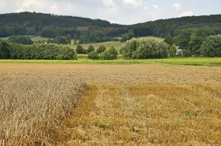 Wiehengebirge im Sommer