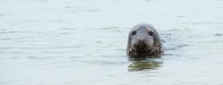 Robbe im Meer