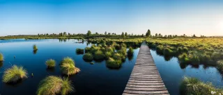 Steg in Moorlandschaft