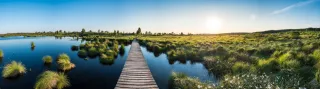 Steg in einer Sumpf- und Moorlandschaft