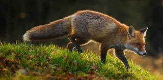 Red fox in green grass in autumn
