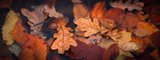 Autumn leaves with water drops
