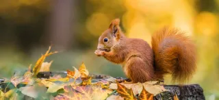 Red squirrel with fluffy tail sitting on a tree stump covered with colourful leaves and feeding on seeds. Sunny autumn day in a deep forest. Blurred yellow and brown background.