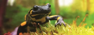 Feuersalamander