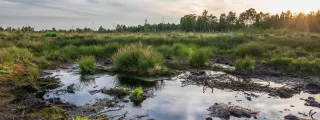 Diepholzer Moor in Saxony